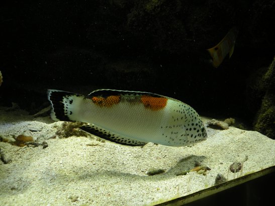  poisson de l'aquarium